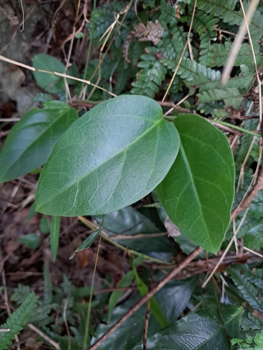 Tylophora ovata (Hairy ipecac) — photo