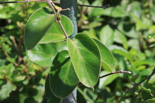 Tylophora ovata