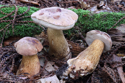 Tylopilus felleus (Bitter bolete) — photo