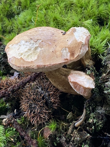 Tylopilus felleus (Bitter bolete) — photo