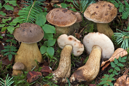 Strobilomycetaceae