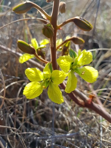 Tylosema esculentum (Gemsbok bean) — photo