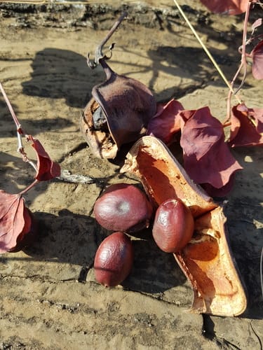 Tylosema esculentum (Gemsbok bean) — photo
