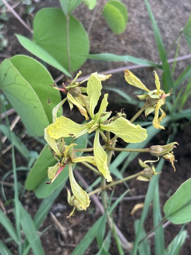 Tylosema fassoglensis (Climbing marama bean) — photo