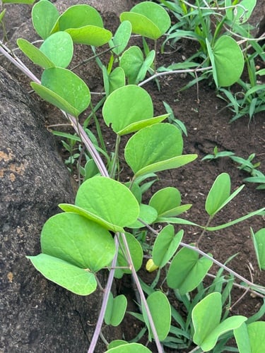Tylosema fassoglensis (Climbing marama bean) — photo