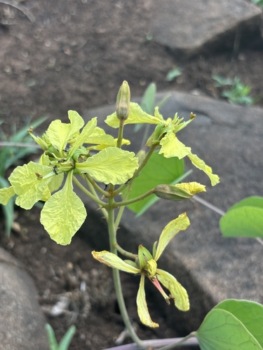 Tylosema fassoglensis