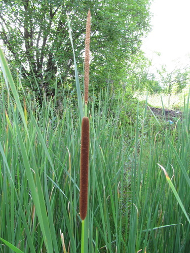 Typha angustifolia (Lesser bulrush) — photo