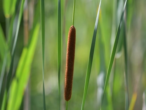Lesser bulrush