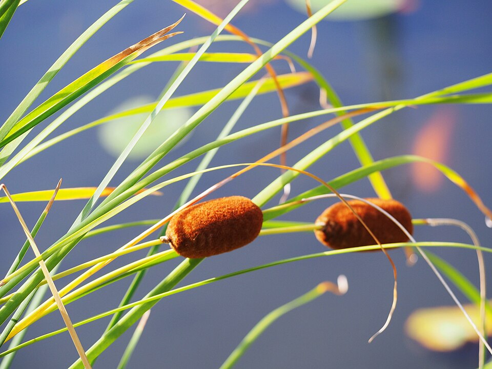 Typha bungeana — photo