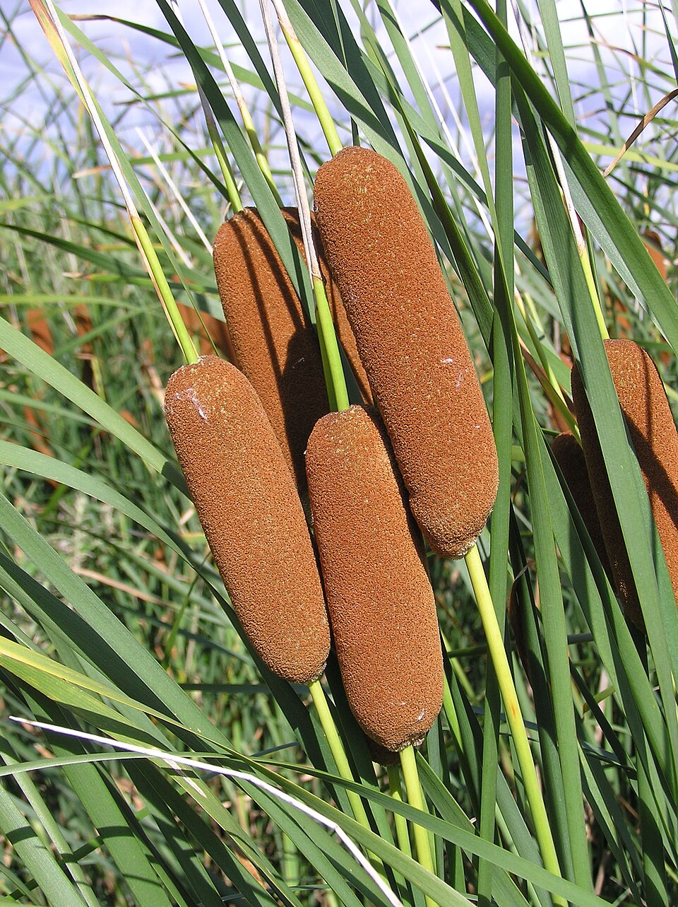 Typha bungeana