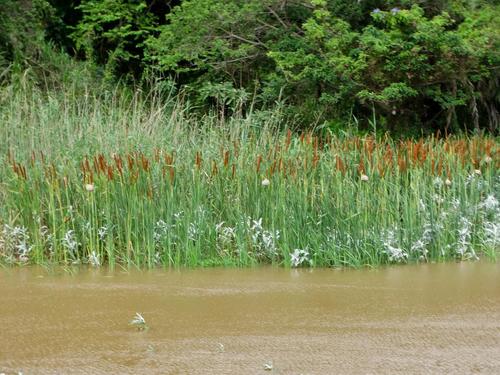 Typha capensis (Bullrush) — photo