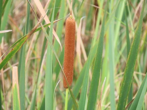 Typha capensis (Bullrush) — photo