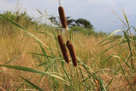 Typha capensis