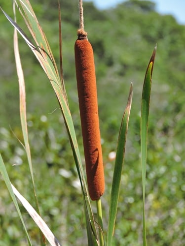Typha domingensis (Bulrush) — photo