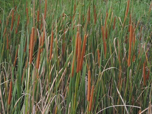 Typha domingensis (Bulrush) — photo