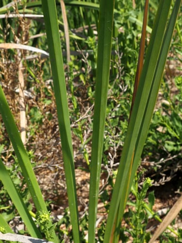 Typha elephantina (Elephant grass) — photo