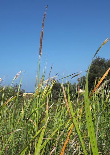 Typha elephantina (Elephant grass) — photo