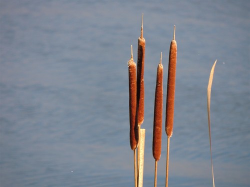 Typha glauca — photo