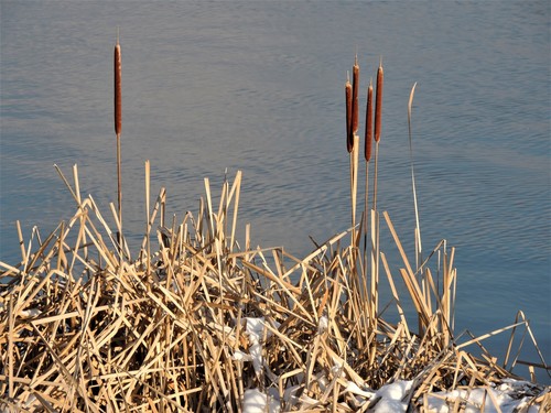 Typha glauca — photo