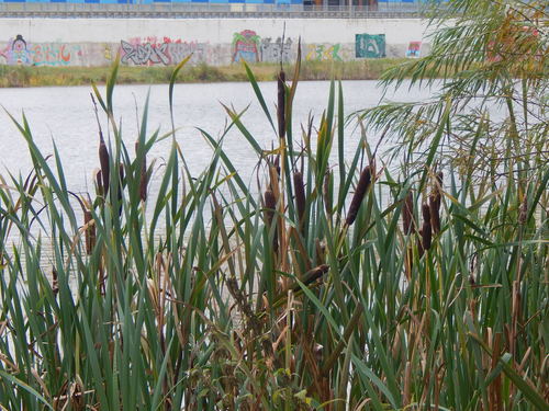 Typha latifolia (Bulrush) — photo