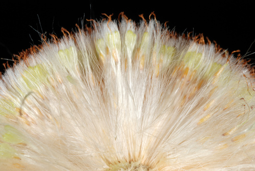 Typha latifolia (Bulrush) — photo