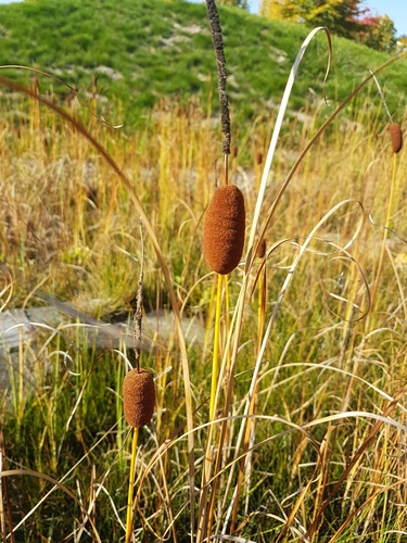 Typha laxmannii (Scented-flag) — photo
