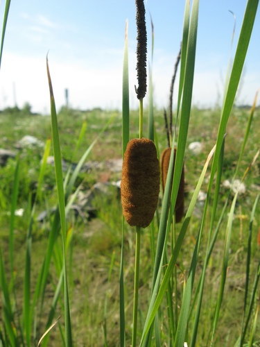 Typha laxmannii (Scented-flag) — photo