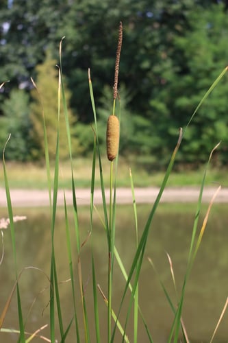 Typha laxmannii