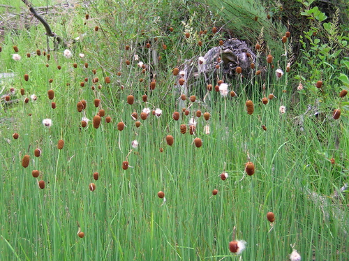 Typha minima — photo