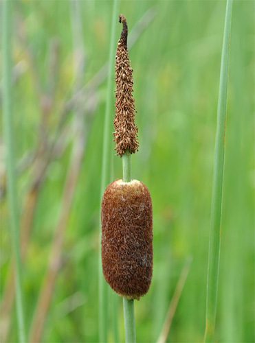 Typha minima — photo