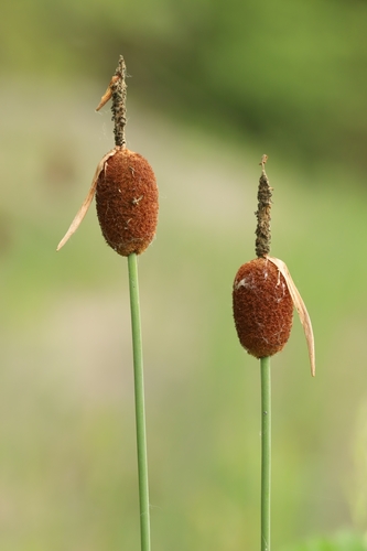 Typha minima
