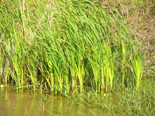 Typha orientalis (Bulrush) — photo