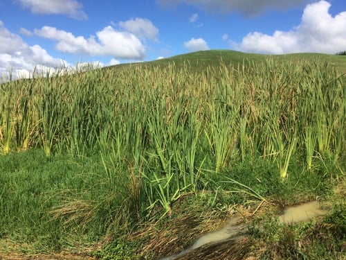 Typha orientalis (Bulrush) — photo