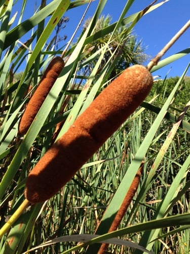 Typha orientalis