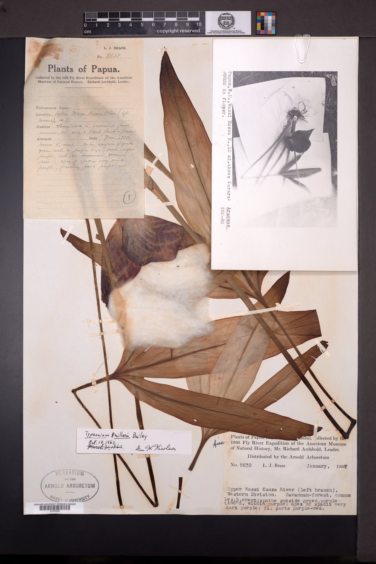 Typhonium angustilobum (Fire Lily) — photo