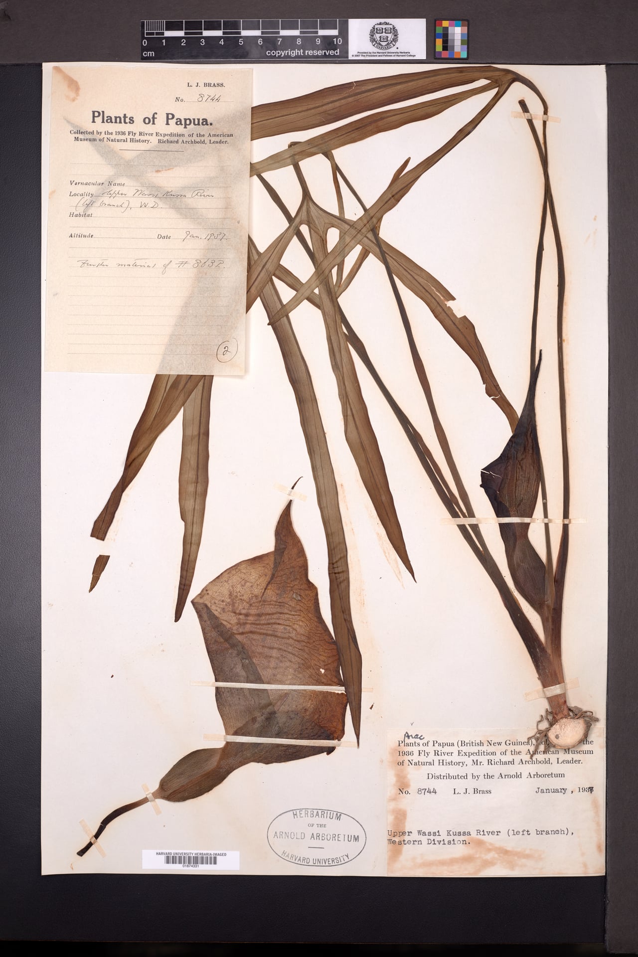Typhonium angustilobum (Fire Lily) — photo