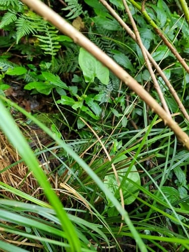 Typhonium brownii (Black Arum lily) — photo