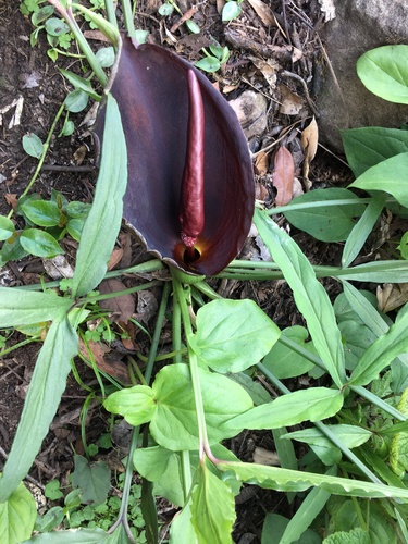 Typhonium brownii