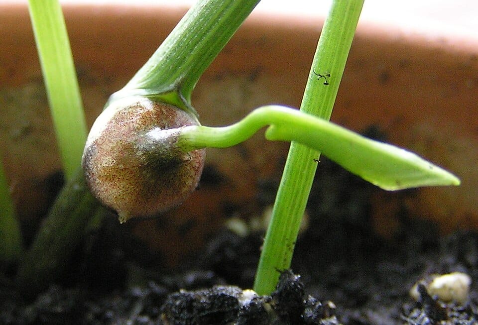 Typhonium bulbiferum (Rantiri) — photo
