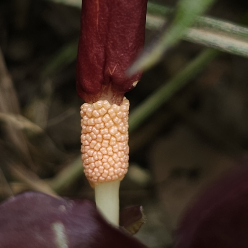 Typhonium divaricatum — photo