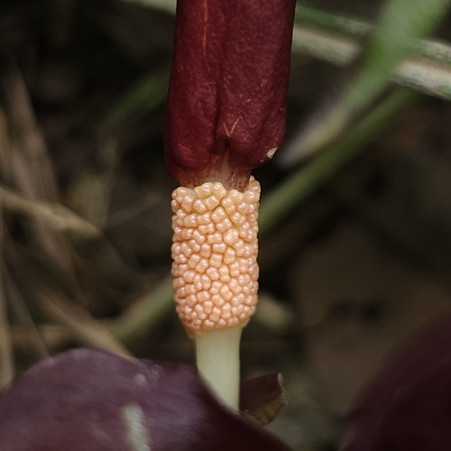 Typhonium divaricatum — photo