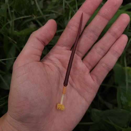 Typhonium divaricatum