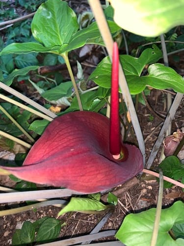 Typhonium trilobatum (Three-lobed Typhonium) — photo