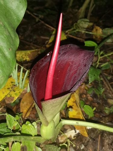 Typhonium trilobatum