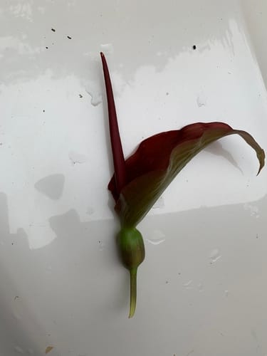 Typhonium trilobatum (Three-lobed Typhonium) — photo