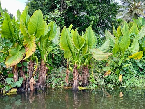 Typhonodorum lindleyanum (Giant aroid) — photo