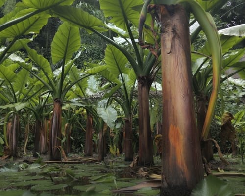 Typhonodorum lindleyanum (Giant aroid) — photo