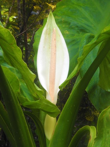 Typhonodorum lindleyanum