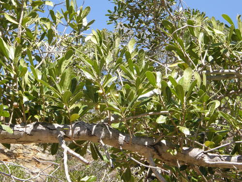 Uapaca bojeri (Tapia) — photo