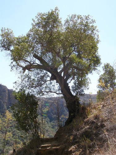 Uapaca bojeri (Tapia) — photo